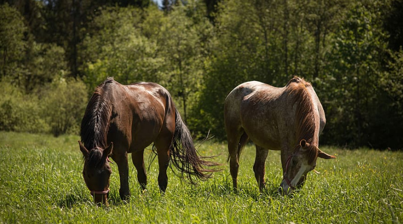 Barnadivane, Tarelton,, Macroom. Co. Cork, P12 KX67